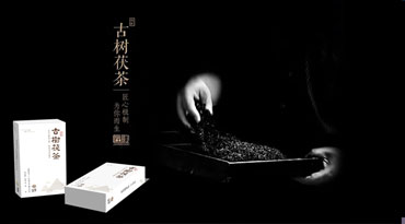 仙家茶叶&匠歌文化 古树茯茶