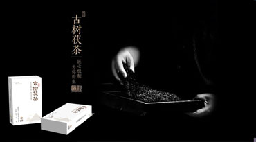 仙家茶叶&匠歌文化 古树茯茶